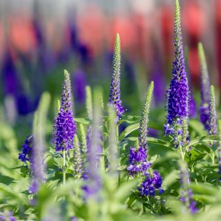 Veronica spicata - 1000 semillas