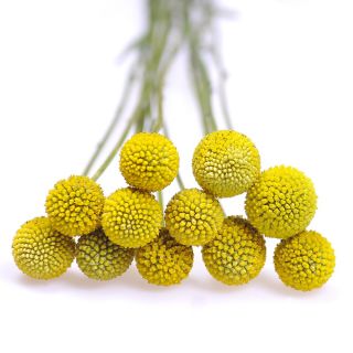 Solboll - Craspedia globosa - Djärva gula klot, perfekta för buketter - Färska frön