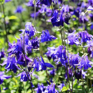 Alpen-Akelei Samen - Aquilegia alpina - 375 Samen