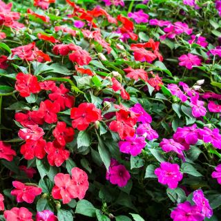 Busy Lizzie seeds - Impatiens walleriana - 160 seeds