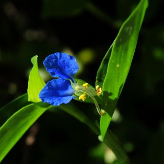Biji Commelina - Commelina tuberosa - 125 biji