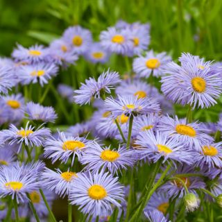 Daisy Fleabane - Blue Variety - Erigeron speciosus - 700 seeds
