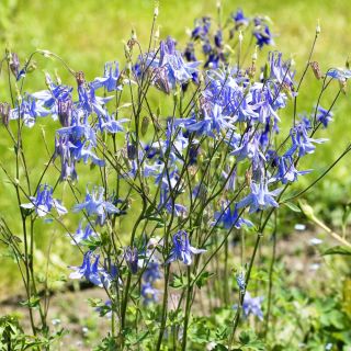 Alpen-Akelei Samen - Aquilegia alpina - 375 Samen