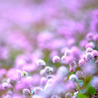 Pink Knotweed, semi di Knotweed giapponesi - Polygonum capitatum - 100 semi