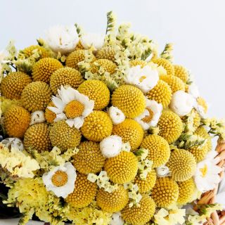Solboll - Craspedia globosa - Djärva gula klot, perfekta för buketter - Färska frön