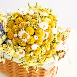 Solboll - Craspedia globosa - Djärva gula klot, perfekta för buketter - Färska frön