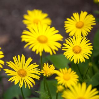 Leopard's Bane Medaillon d’Or zaden - Doronicum caucasicum - 220 zaden - Doronicum orientale