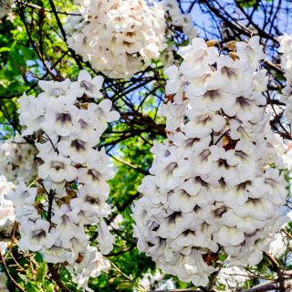 Princess Tree magjai - Paulownia - Paulownia tomentosa - magok