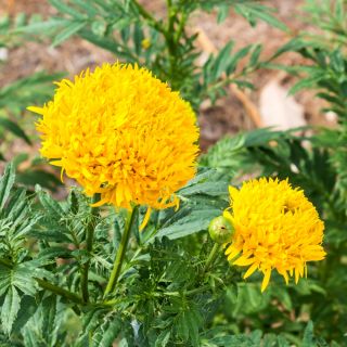 Rose d'Inde  - Fantastic - 90 graines - Tagetes erecta