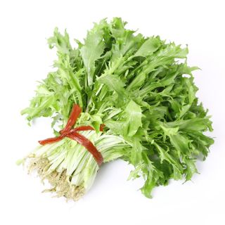 Chicorée, Endive - 300 graines - Cichorium endivia