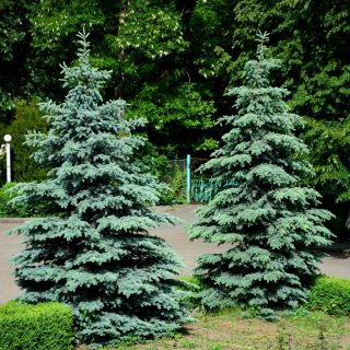 Blue Spruce, Colorado Blue Sparrenzaadjes - Picea pungens glauca - 22 zaden - Picea pungens f. glauca