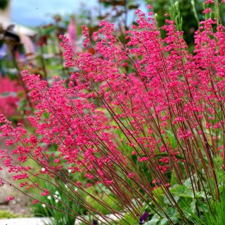 Graines d'Heuchère, Désespoir du Peintre - Heuchera sanguinea - 12500 graines