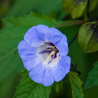 Spuldzeņu nikandra - Nicandra physalodes - Izaug līdz 90 cm, piemērots savvaļas dārziem - Svaigas sēklas