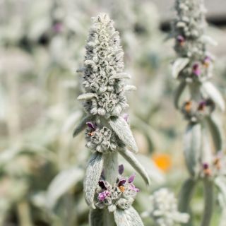 Semințe de ureche de miel - Stachys lanata - 110 semințe