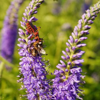 Aksærenpris - Sightseeing - 1000 frø - Veronica spicata