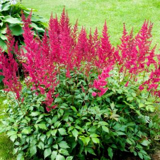 Čechrava arendsii - Astilbe arendsii - Perfektní do trvalkových záhonů a kytic - Čerstvá semena