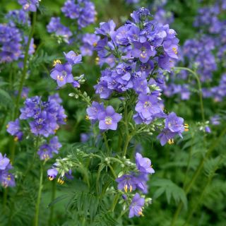 Almindelig jakobsstige - 300 frø - Polemonium caeruleum