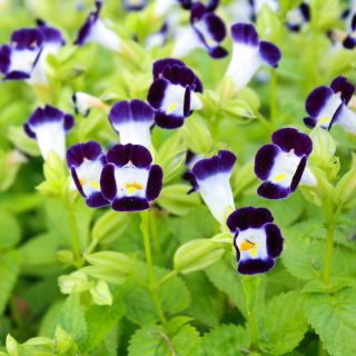 Catalina Pink Torenia, semi di Wishbone Flower - Torenia fournieri