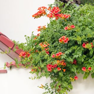Trumpet Vine, Trumpet Creeper semena - Campsis radicans
