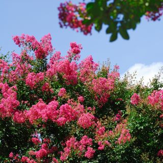 Crapa Myrtle, Crepe Semințe de Myrtle - Lagerstroemia indica - 40 semințe