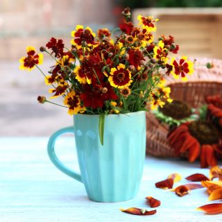 Tofarvet skønhedsøje - dværgblanding - Coreopsis tinctoria - Tidlig blomstring, livligt bunddække - Friske frø