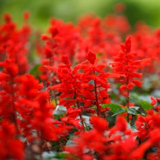 Salvia escarlata - variada - 84 semillas - Salvia splendens