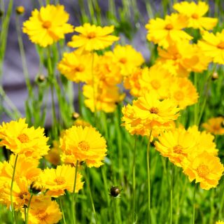 Krásnoočko nízké - Coreopsis tinctoria - Kompaktní sluneční milovníci, kvete od června do října - Čerstvá semena