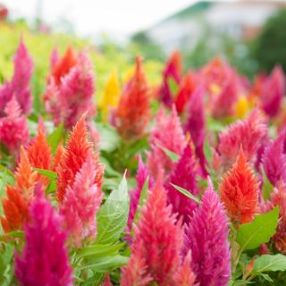 Celosia Plumosa - Mixed - Celosia argentea var. plumosa - Plush Blooms, Captivating Displays - Fresh Seeds