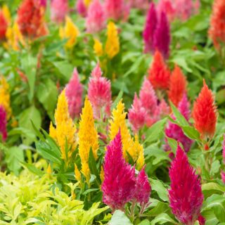 Lav Celosia plumosa - Celosia argentea var. plumosa nana - Strålende farver, sommerlang skønhed - Friske frø