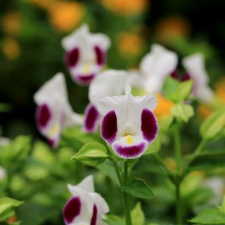 Catalina Pink Torenia, semi di Wishbone Flower - Torenia fournieri