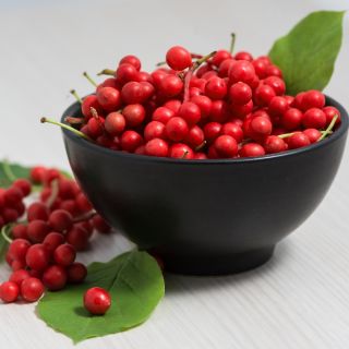 シサンドラ、シサンドラベリーの種 -  Schisandra chinensis - シーズ