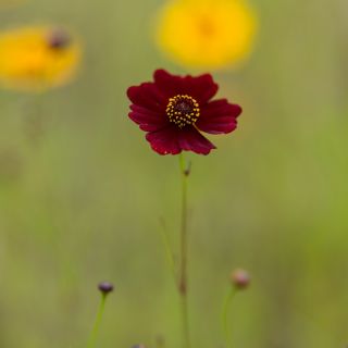 Menyecskeszem - Coreopsis tinctoria - Ragyogó piros virágok sötét középpel - Friss vetőmagok