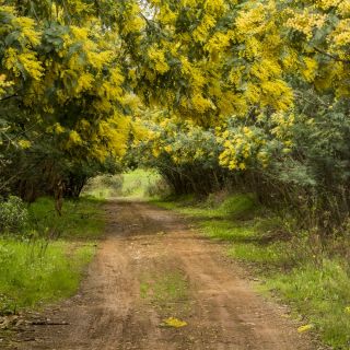 Sølvakacie - 20 frø - Acacia dealbata