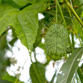 Ornamental Cucumber mixed seeds - Cucumis dipsaceus - 54 seeds
