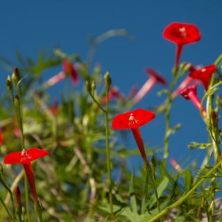 Trichterwinde Samen - Ipomoea quamoclit - 20 Samen
