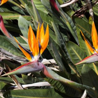 Kuş Cenneti çiçek tohumları - Strelitzia reginae - 10 tohum