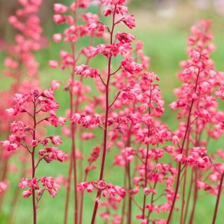Graines d'Heuchère, Désespoir du Peintre - Heuchera sanguinea - 12500 graines