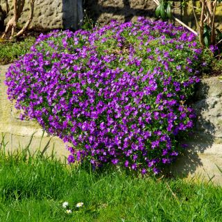 Aubrieta - színes virágkeverék - Aubrieta x hybrida - Színes virágok, ideális szegélyezéshez - Friss vetőmagok