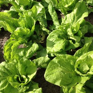Rădăcină semințe de Cicoare - Cichorium intybus - 3600 de semințe