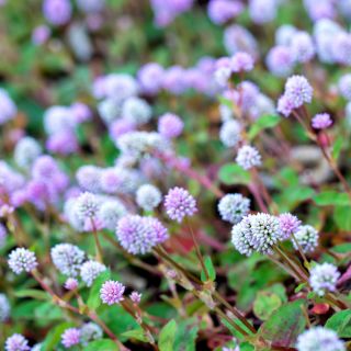 Pink Knotweed, semi di Knotweed giapponesi - Polygonum capitatum - 100 semi