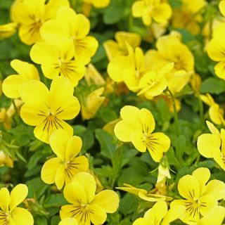 Trailing Viola seeds - Viola x williamsii - 270 seeds