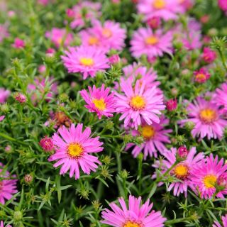 Michaelmas daisy, New England semi Aster - Aster-Inghilterra - 42 semi - Aster novae-angliae & Aster novi-belgii