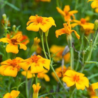 Semințe de gălbenuș de aur - Tagetes tenuifolia - 600 de semințe