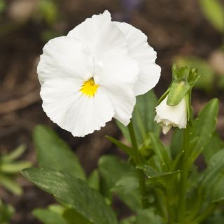 Фиа́лка Ви́ттрока - Mont Blanc - белый - 400 семена - Viola x wittrockiana