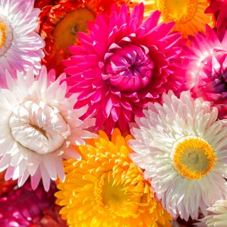 Квітка подвійна квітка змішані насіння - Helichrysum monstrosum nana fl.pl. - 600 насіння - Helichrysum Arenarium