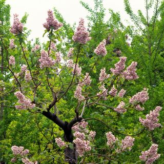 Princess Tree magjai - Paulownia - Paulownia tomentosa - magok