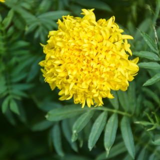 Rose d'Inde  - Fantastic - 90 graines - Tagetes erecta