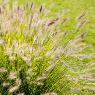 Ornamental Annual Grasses blande frø - 200 frø - 