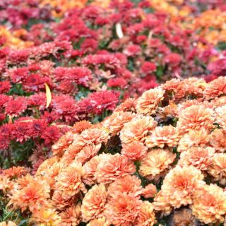 Chrysanthemum Fanfare Verbesserte Samen - Chrysanthemum x koreanum - 