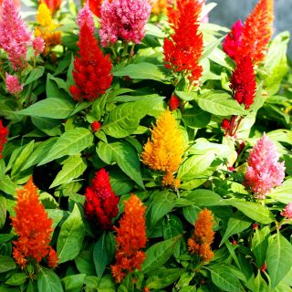 Lav Celosia plumosa - Celosia argentea var. plumosa nana - Strålende farver, sommerlang skønhed - Friske frø